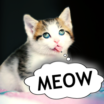 猫翻译器-猫的声音影子版无限命nes下载